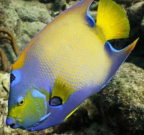 Fototapeta Queen Angelfish