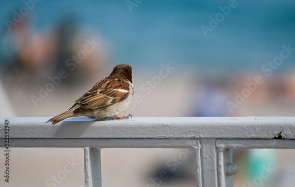 Obraz sparrow on the beach