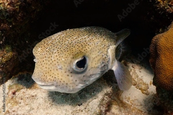 Obraz puffer fish