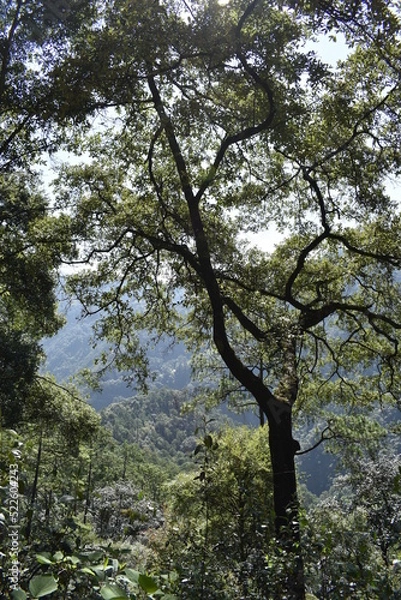 Obraz tree in the forest