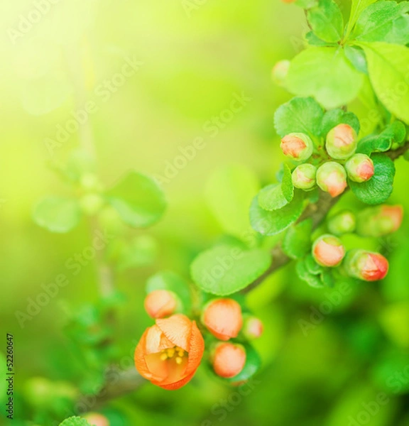 Obraz Defocus beautiful red spring flowers