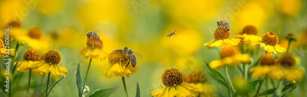 Fototapeta bees (apis mellifera) on helenium flowers - close up