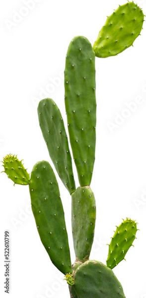 Fototapeta Green Cactus on isolated transparency background.