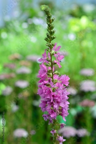 Fototapeta お盆に添える花　ミソハギ（禊萩）