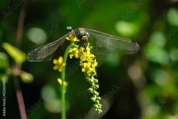 Fototapeta 一休みするトンボ