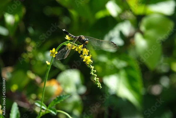 Fototapeta 黄色い花とトンボ