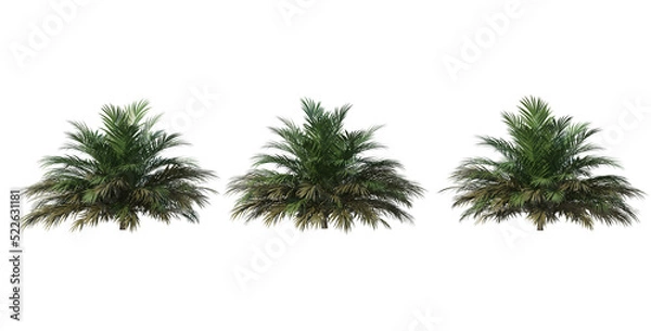 Obraz Palm on transparent background