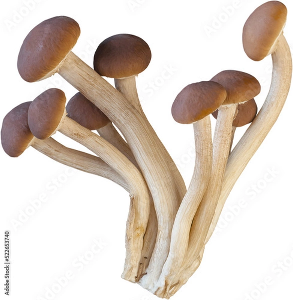 Obraz isolated enoki mushroom cutout on white background.