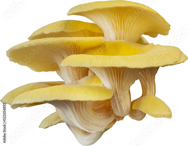Obraz isolated oyster mushroom cutout on transparent background.