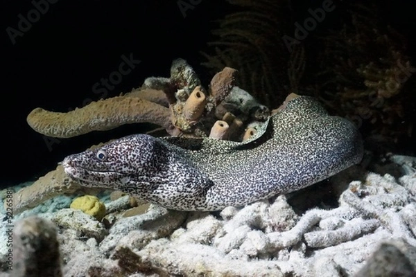 Obraz spotted moray eel at night