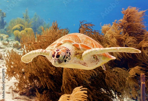 Obraz Green Sea Turtle