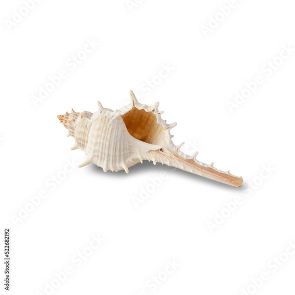Fototapeta Seashell cutout, Png file.