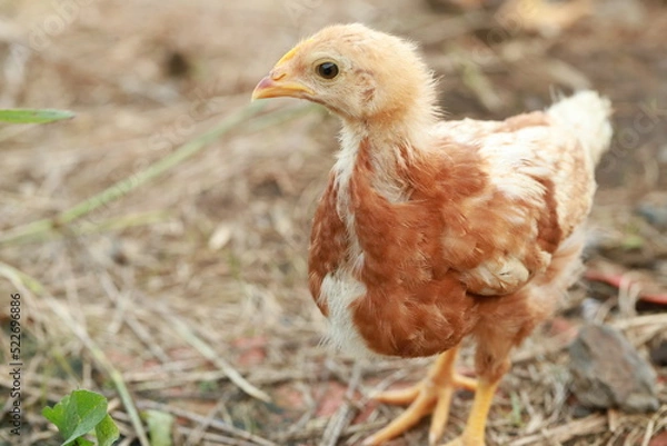 Fototapeta ボリスブラウン生後28日目の中雛メス