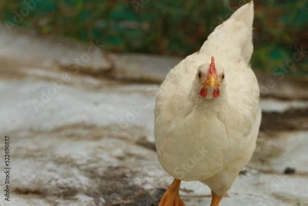 Fototapeta ボリスブラウン生後51日目の中雛オス