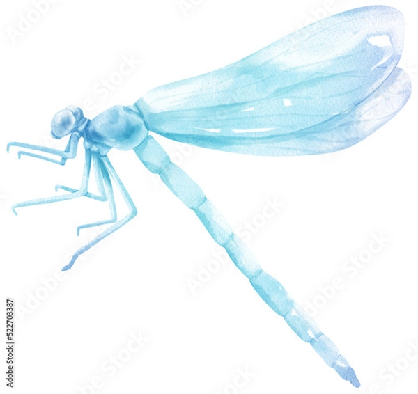 Obraz Dragonfly watercolor