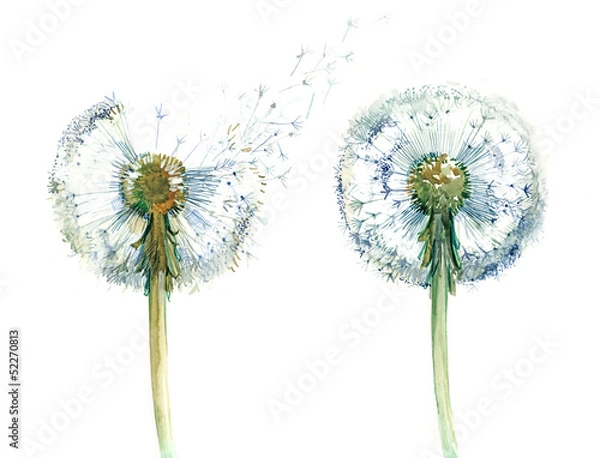 Fototapeta couple od dandelions