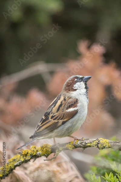 Obraz Wild House Sparrow Uk
