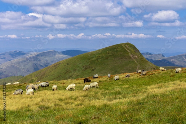 Obraz Sheep on the boundless Carpathian meadows. Svidovets mountain massif, Carpathians, Ukraine. Traditional sheep breeding in the Carpathians. Sheep on pasture on a background of mountains.