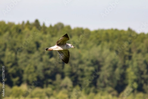 Fototapeta Blue gulls over a narrow channel in Ugra. Birds - grey gulls live on the river in the Khanty-Mansi Autonomous Okrug - Yugra