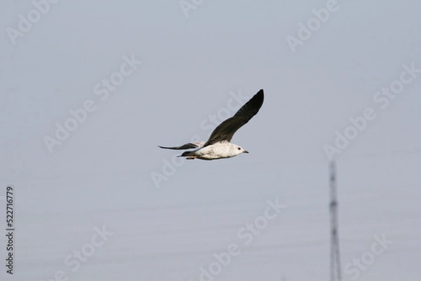 Fototapeta Blue gulls over a narrow channel in Ugra. Birds - grey gulls live on the river in the Khanty-Mansi Autonomous Okrug - Yugra