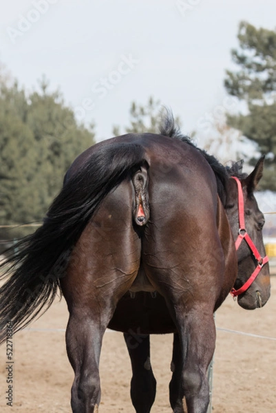 Obraz A beautiful horse mare, a mature female and her reproductive organs. Adult horse in the stud paddock, back turned, rump, butt. Stable with driving lessons.