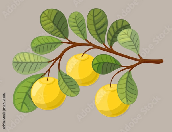 Fototapeta tree with leaves