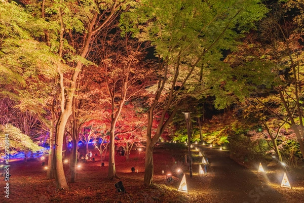 Fototapeta 国営武蔵丘陵森林公園　紅葉見ナイト