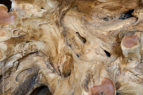 Obraz close up of a head of an tree