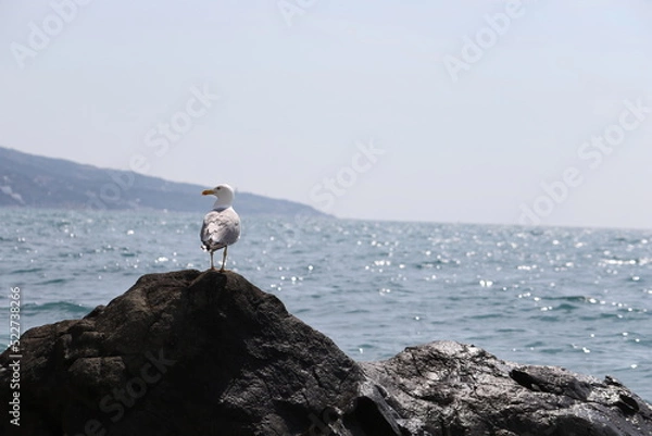 Fototapeta A white seagull stands on a stone against the backdrop of a seascape.
