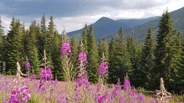 Obraz lavender field in the mountains