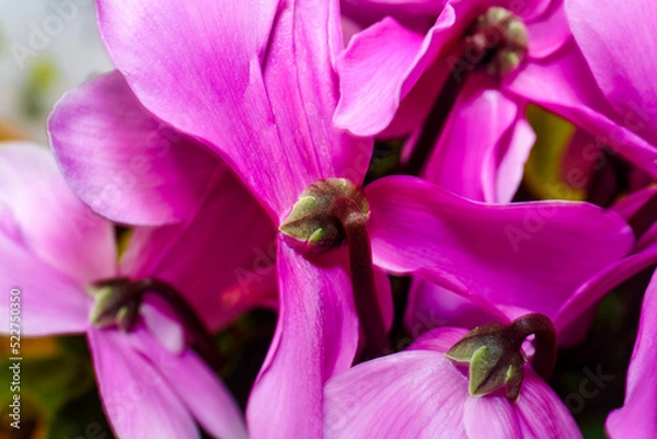 Fototapeta Macro image of a pink cyclamen