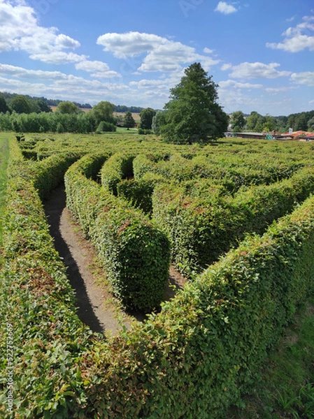 Fototapeta labyrinth made out of trees