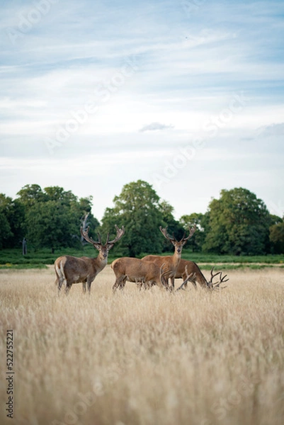 Obraz Deer's in a field
