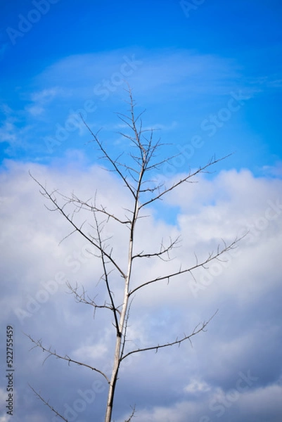 Obraz tree against sky
