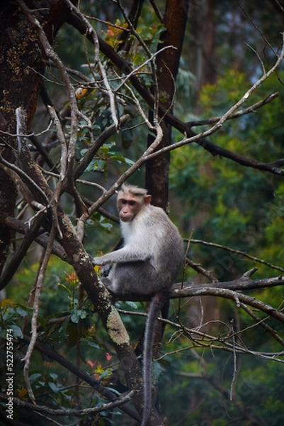 Obraz Monkey in the tree