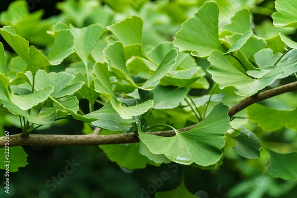 Fototapeta Ginkgo tree (Ginkgo biloba) or gingko with brightly green new leaves against background of blurry foliage. Selective close-up. Fresh wallpaper nature concept.