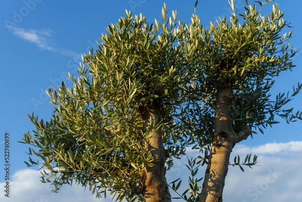 Obraz Olive tree against blue sky.