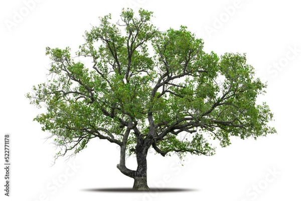 Obraz Tree png isolated transparent on white background, Tropical Big Green Tree cut out in high quality, Realistic with shadow environment, Nature element single object image for raw material editing work