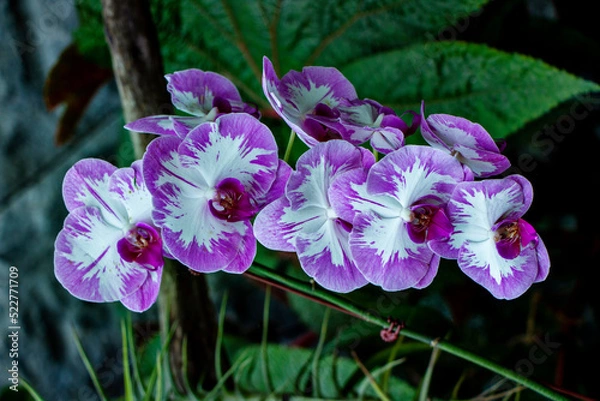 Obraz Beautiful Orchids Singapore  