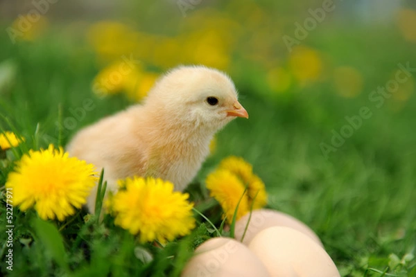 Fototapeta Little chicken