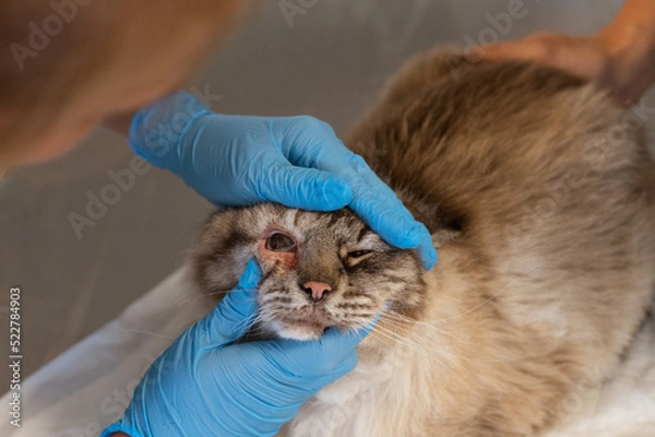 Fototapeta a cat with a sore red eye on examination, an appointment at a veterinary clinic with a doctor. High quality photo