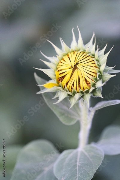 Obraz ひまわり（蕾）