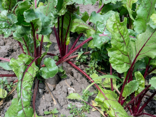 Obraz fresh beetroot on the garden