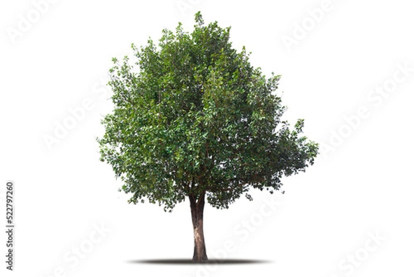 Fototapeta Tree png isolated transparent on white background, Tropical Big Green Tree cut out in high quality, Realistic with shadow environment, Nature element single object image for raw material editing work