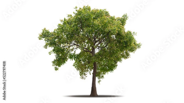 Fototapeta Tree png isolated transparent on white background, Tropical Big Green Tree cut out in high quality, Realistic with shadow environment, Nature element single object image for raw material editing work