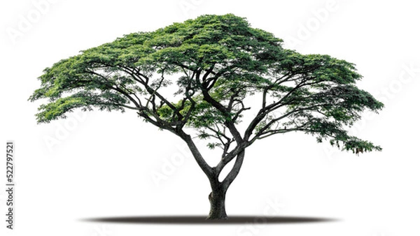 Obraz Tree png isolated transparent on white background, Tropical Big Green Tree cut out in high quality, Realistic with shadow environment, Nature element single object image for raw material editing work