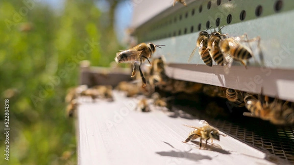 Obraz Cluster bees looking at the asian hornet