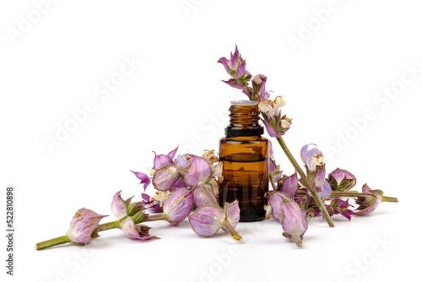 Obraz A bottle of essential oil with fresh blooming clary sage twigs on white background.
