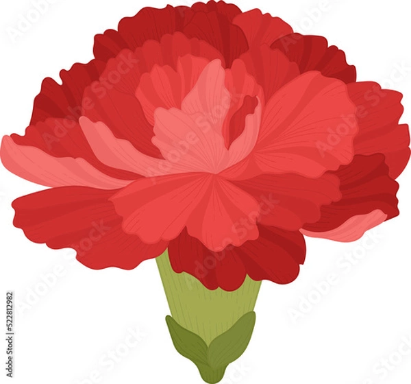 Obraz red carnation flower hand drawn .