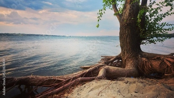 Fototapeta tree on the beach